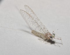 Maccaffertium terminatum terminatum