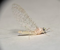 Maccaffertium terminatum terminatum