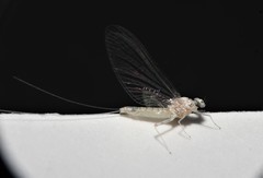 Maccaffertium terminatum terminatum