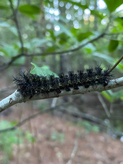 Hemileuca maia