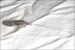 Triplectides similis