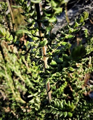 Prostanthera decussata