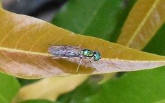 Merosargus