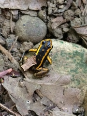 Dendrobates truncatus