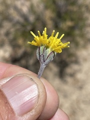 Hymenopappus filifolius lugens