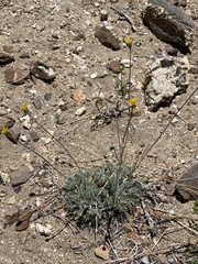 Hymenopappus filifolius lugens
