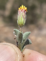 Heterotheca brandegei