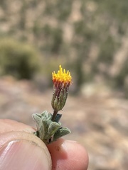 Heterotheca brandegei