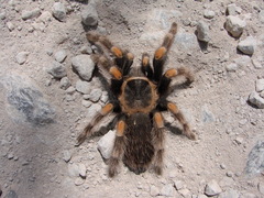 Brachypelma hamorii