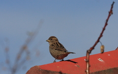 Passer domesticus