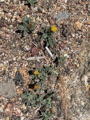 Heterotheca brandegei