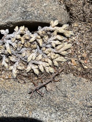 Selaginella asprella