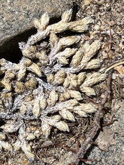 Selaginella asprella