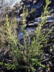 Prostanthera decussata
