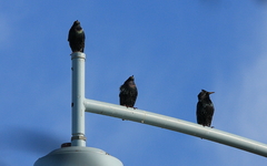 Sturnus vulgaris