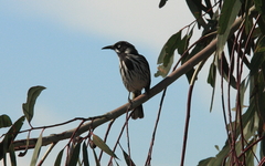 Phylidonyris novaehollandiae