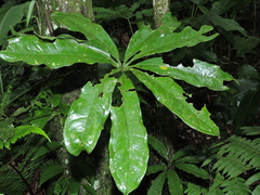 Anthurium pentaphyllum