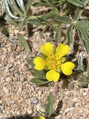Potentilla luteosericea