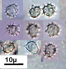 Tomentellopsis zygodesmoides