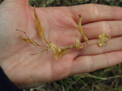 Polygala senega latifolia