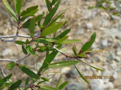 Pleradenophora bilocularis