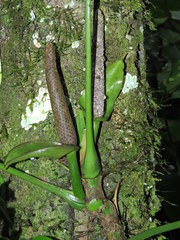 Anthurium pentaphyllum