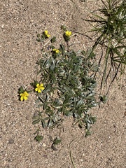 Potentilla luteosericea