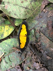 Xanthyris flaveolata