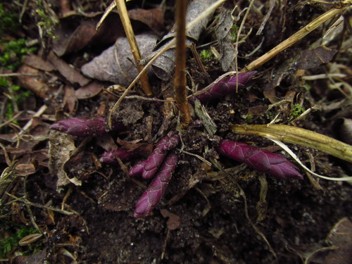 Polygala senega iNat (3)