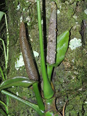 Anthurium pentaphyllum