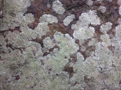 Bacidia fuscoviridis