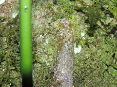 Anthurium pentaphyllum