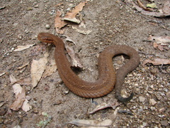 Crotalus campbelli