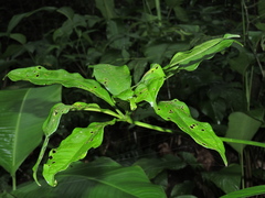 Anthurium pentaphyllum