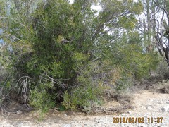 Pleradenophora bilocularis