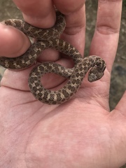 Hypsiglena ochrorhynchus