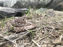 Hypsiglena ochrorhynchus