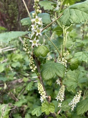 Ribes hudsonianum petiolare