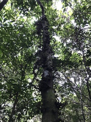 Ficus nota