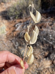Astragalus oxyphysopsis