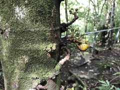 Ficus nota