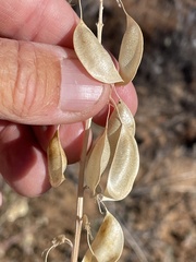 Astragalus oxyphysopsis