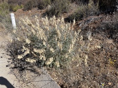 Astragalus oxyphysopsis
