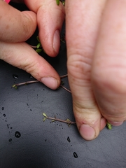 Coprosma propinqua propinqua