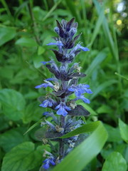 Ajuga reptans