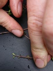 Coprosma propinqua propinqua