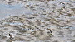 Calidris