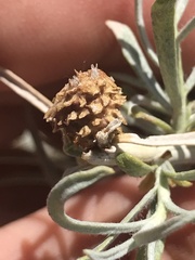 Ericameria nauseosa hololeuca