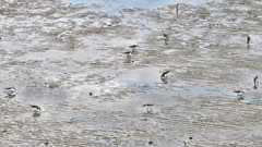 Calidris