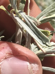 Ericameria nauseosa hololeuca